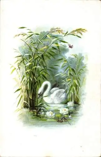 Künstler Ak Schwan, Teich, Seerosen