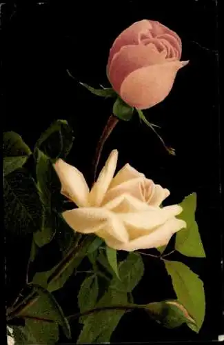 Ak Blühende Rosen, Blumen