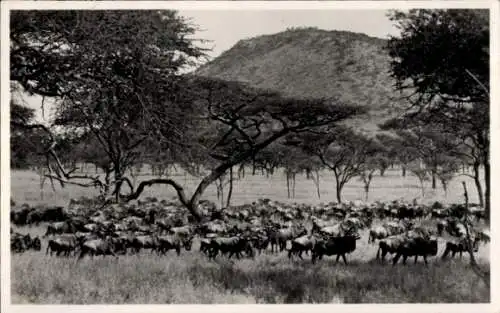 Ak Afrika, Antilopen