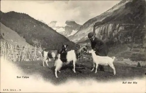 Ak Alpen, Gebirge, Bauer, Ziegen