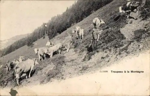 Ak Montagne Gironde, Troupeau à la Montagne