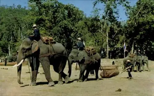 Ak Chiang Mai Thailand, Arbeitselefanten im Wald, blauer Himmel, grüne Bäume, Männer auf Elefante