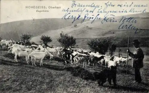 Ak Hohegeiß Braunlage im Oberharz, Ziegenherde