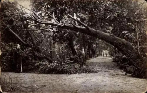 Ak Chemnitz in Sachsen, Sturmkatastrophe 1916, Umgestürzter Baum, Parkpartie