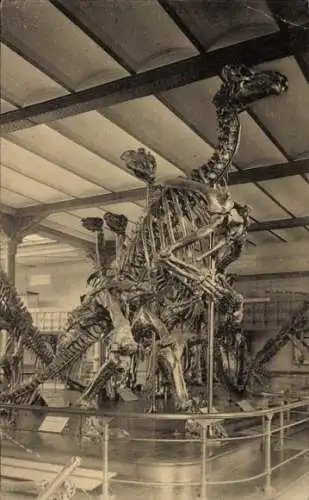 Ak Bruxelles Brüssel, Skelett eines Iguanodon, Museum, Dinosaurier, Wissenschaft