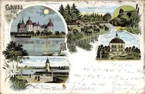 Mondschein Litho Moritzburg Sachsen, Jagdschloss, Wildfütterung, Wildschwein, Leuchtturm