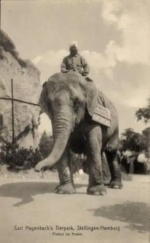 Ak Hamburg Stellingen, Carl Hagenbecks Tierpark, Elefant im Freien