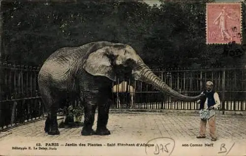 Ak Paris, Boulevard Saint Germain, Elefant im Jardin des Plantes,  Cornac Neff