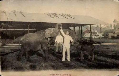 Ak Sabang Indonesien, Elefant, Zirkus, Männliche Personen, Elefanten Trainer