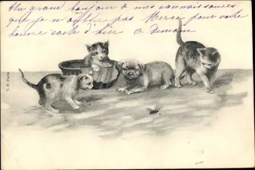 Ak Katzen und Hund betrachten eine Biene