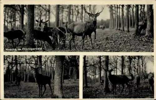 Ak Hirsche im Thüringerwald
