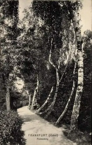 Ak Frankfurt an der Oder, Poetensteig, Birken