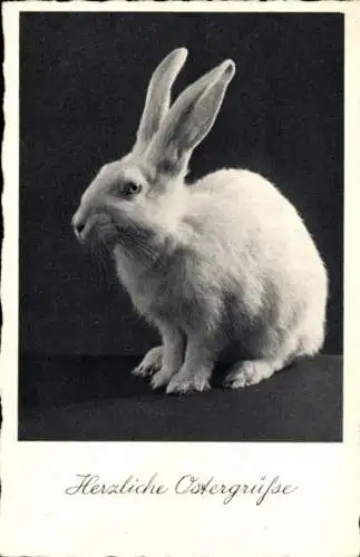Ak herzliche Ostergrüße, Weißer Hase
