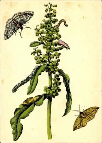 Litho Merian Maria Sibylla, Wegerich, Schmetterlinge