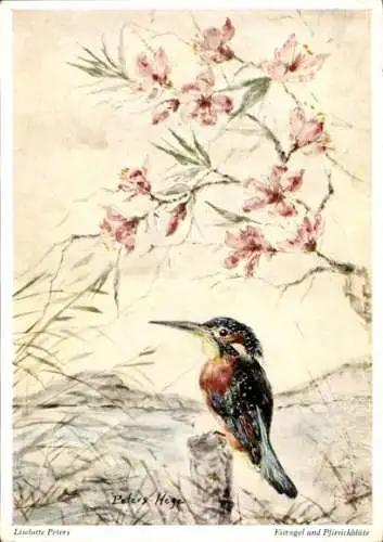 Künstler Ak Peters, L., Eisvogel, Pfirsichblüte