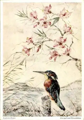 Künstler Ak Peters, L., Eisvogel, Pfirsichblüte