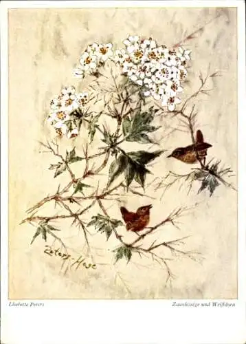 Künstler Ak Peters, Liselotte, Zaunkönige und Weißdorn