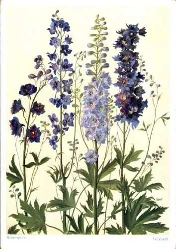 Künstler Ak Vaelti, O., Rittersporn