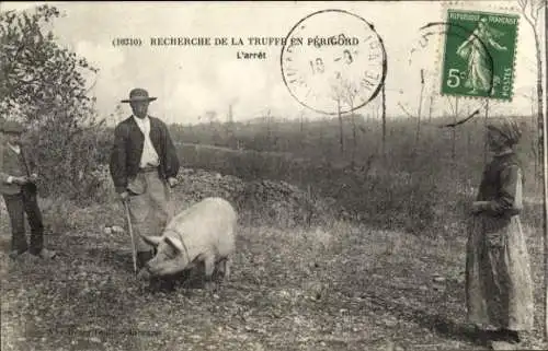 Ak Beaumont du Perigord Dordogne, , Recherche de la truffe en  L'arret