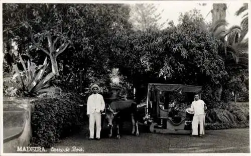 Ak Insel Madeira Portugal, Mann mit Kuh, Karren, tropische Pflanzen,  Aufnahme