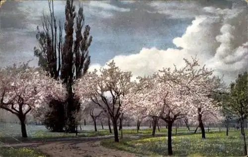 Ak Nenke & Ostermaier Nr. 1286, Helfenberg, Apfelblüte