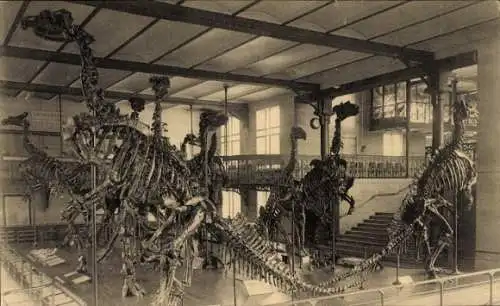 Ak Bruxelles Brüssel, Dinosaurierskelette, Iguanodons, Naturs Museum, Brüssel