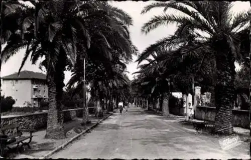 Ak Sanary sur Mer Var, Avenue de Port-Issol