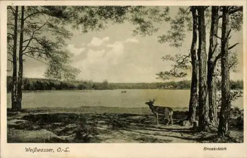 Ak Weißwasser in der Oberlausitz, Landschaft mit Wasser, Baumreihe, Reh, Boot auf dem Wasser