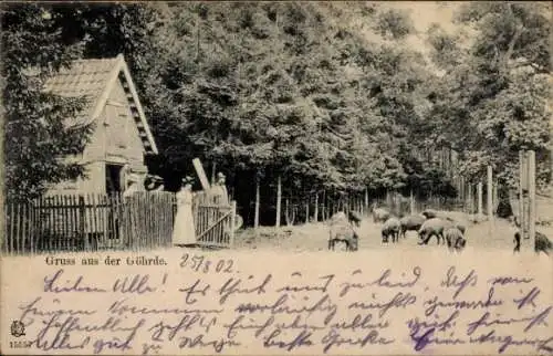 Ak Göhrde in Niedersachsen, Wildschwein-Gehege, Förster