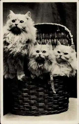 Ak Drei Katzen, Weidenkorb