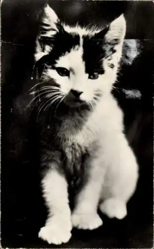 Foto Katze, Portrait
