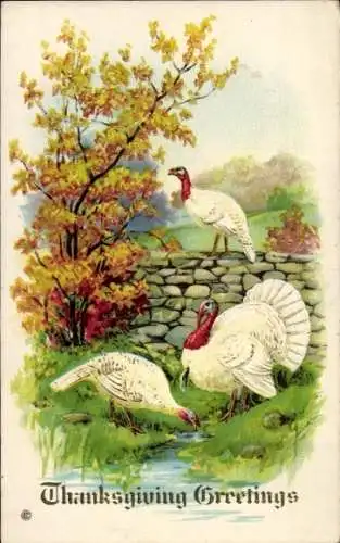 Ak Thanksgivinig Grüße, drei Truthähne