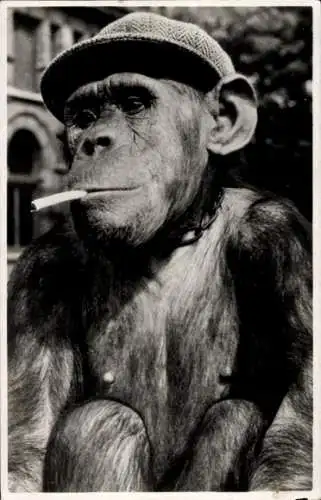 Ak Schimpanse mit Zigarette im Maul, Zoo