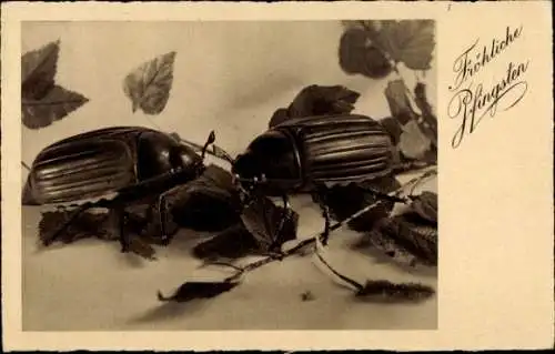 Ak Glückwunsch Pfingsten, Maikäfer