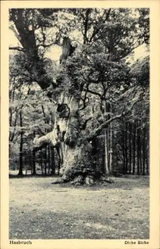 Ak Hude bei Oldenburg, Urwald Hasbruch, Dicke Eiche, großer Baum, umgeben von Wald