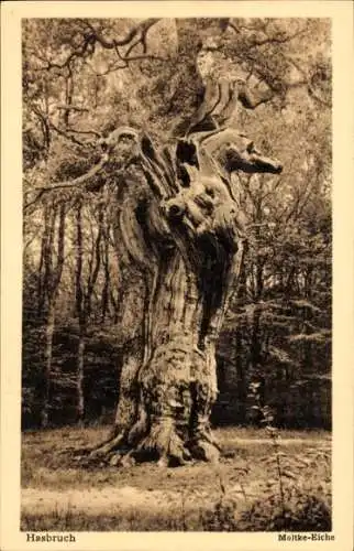 Ak Hude bei Oldenburg, Urwald Hasbruch, Moltke-Eiche