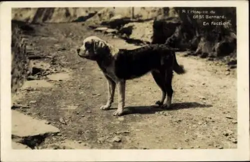 Ak Hospice du Grand St. Bernard, Bernhardiner