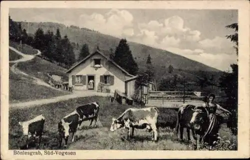 Ak Boenlesgrab Vogesen Haut Rhin, Hütte, Kühe
