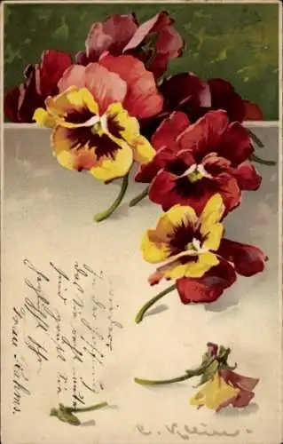 Künstler Litho Klein, Catharina, Blumen, Stiefmütterchen, Meissner & Buch 1668