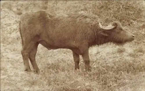Foto Ak Büffel, Rind