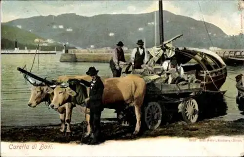 Ak Schweiz, Caretta di Bovi