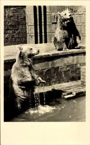 Ak Zoo, Braunbären