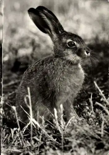 Ak Feldhase, Tierportrait, Tierkalender 1981