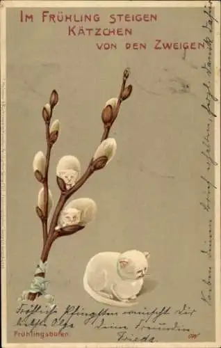 Litho Frühlingsboten, Katzen, Weidenkätzchen