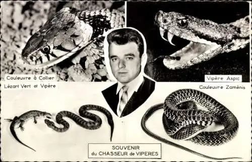Ak Schlangenjäger, Portrait, Ringelnatter, Aspisviper, Zamenis-Natter