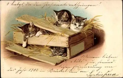 Litho Vier kleine Katzen in einer Holzkiste