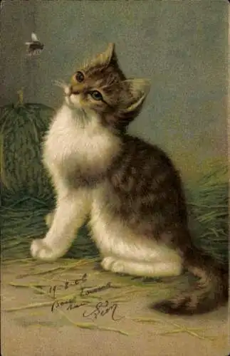 Ak Katze und Biene, Neugierde