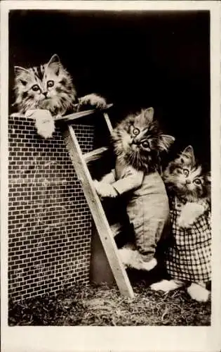 Ak Gekleidete Katzen, Leiter, Mauer