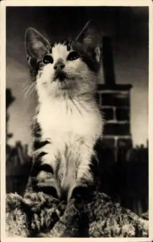 Ak Katze, Hauskatze