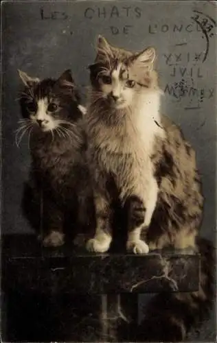 Ak Portrait zweier Katzen